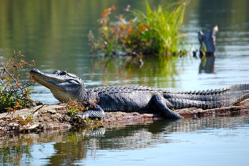 th__0829Alligator